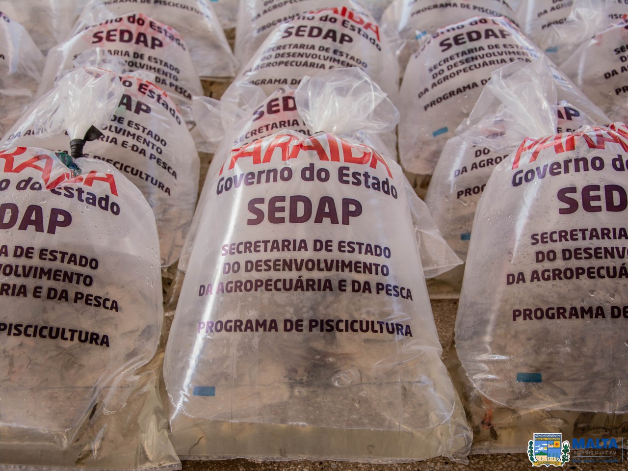 FORTALECENDO A AGRICULTURA FAMILIAR COM REPOSIO DE ALEVINOS PARA OS AGRICULTORES, UMA PARCERIA DA PREFEITURA COM A SEDAP